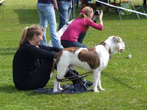 Zomershow 15 juni 2013 